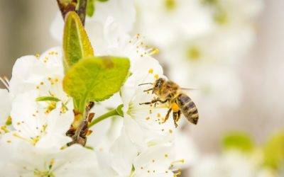 Quand le silence remplace le bourdonnement : chronique d’un hiver noir pour nos abeilles