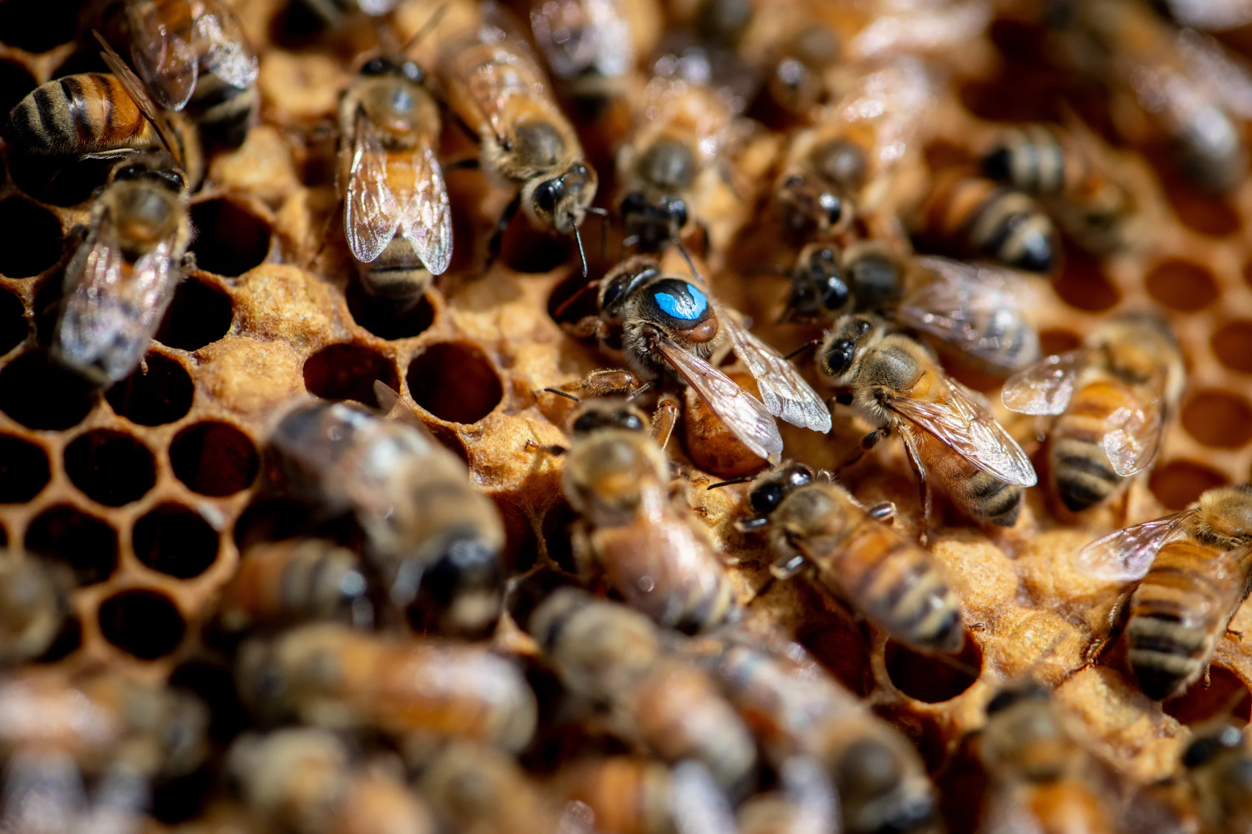 Le cycle de vie de l’abeille ouvrière expliqué en images : de l’œuf à l’abeille adulte