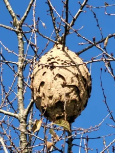 Nid de frelons asiatiques accroché en hauteur dans un arbre en Dordogne – destruction par professionnel.