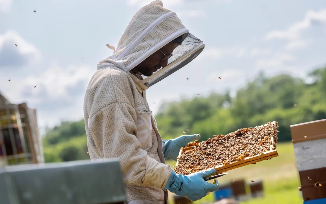 Apiculteur du Périgord manipulant un cadre de ruche lors de la récolte du miel artisanal