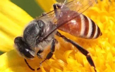 Abeille naine rouge (Apis florea) : une nouvelle menace pour les abeilles en Europe