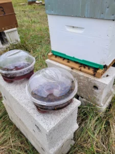 Frelon asiatique (Vespa velutina) : corps sombre, anneau orangé, pattes jaunes – facile à reconnaître. Ici, ils sont regroupées à l’entrée de la ruche bloquant la sortie des abeilles – le stress peut faire chuter la ponte de la reine. la ruche est volontairement fermée pour les protéger.