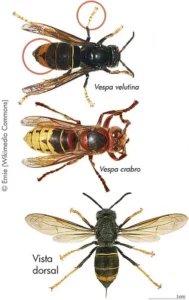 Comparaison frelon asiatique vs frelon européen Frelon asiatique (Vespa velutina), plus sombre avec pattes jaunes – Frelon européen (Vespa crabro), plus coloré avec abdomen rayé.”