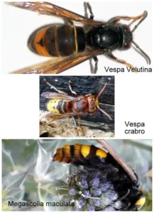Comparaison visuelle frelon asiatique Vespa velutina et frelon européen Vespa crabro – identification en Dordogne.
