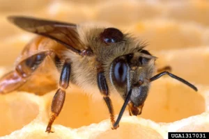 Abeille infestée par un varroa destructor.