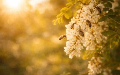 Quand planter des arbres mellifères ? Le guide complet pour attirer les abeilles toute l’année