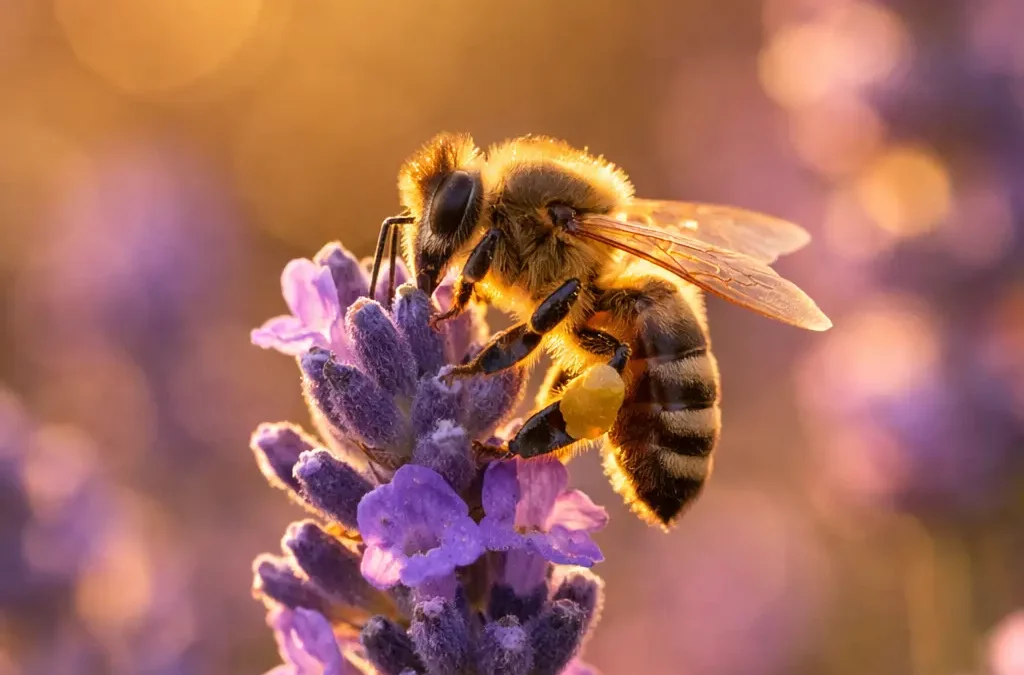 Plantes mellifères : les fleurs et arbres indispensables pour nourrir les abeilles
