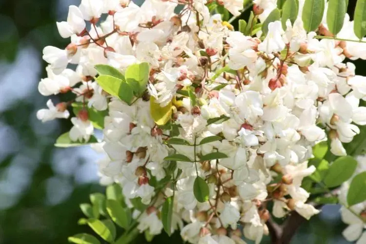 Fleurs d’acacia en floraison avec abeilles – plante mellifère produisant un nectar doux utilisé pour le miel d’acacia