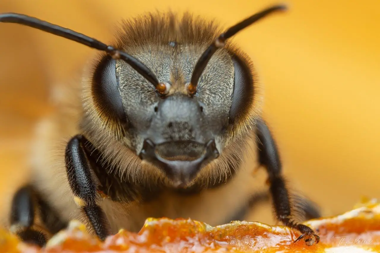 Abeille en gros plan sur une fleur – rôle des abeilles dans la transformation du nectar en miel