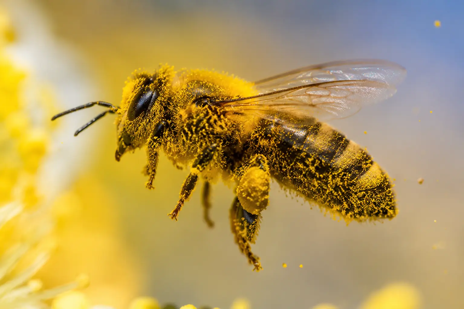 Abeille transportant du pollen entre les fleurs Abeille en vol recouverte de grains de pollen microscopiques