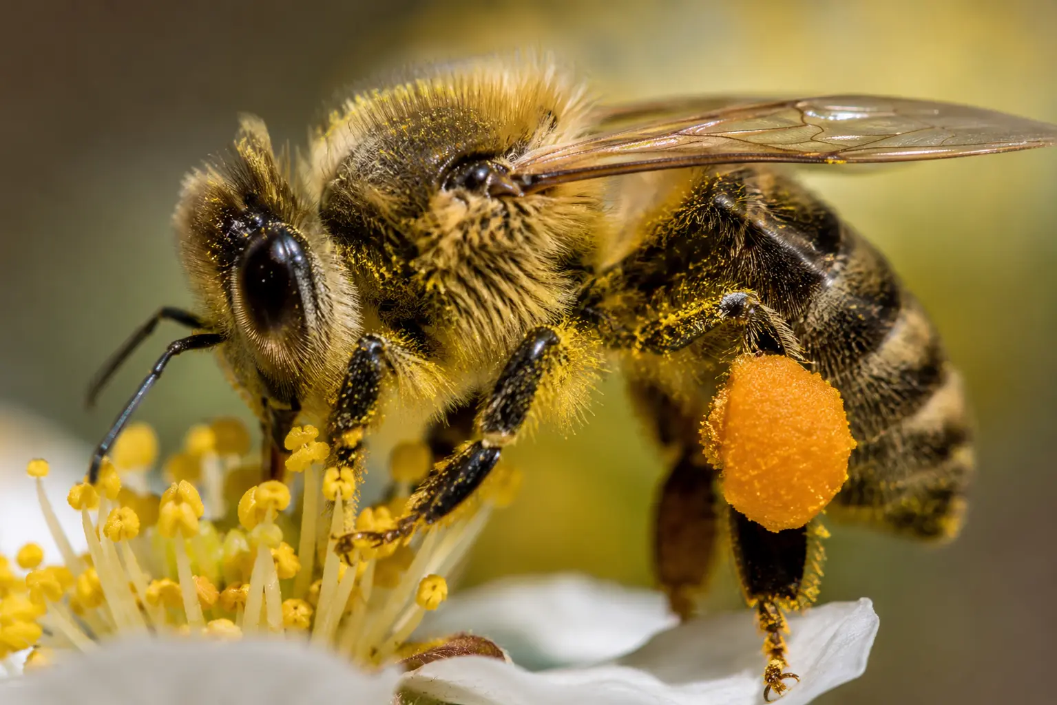 Corbeille à pollen d’une abeille en macro Gros plan sur une abeille transportant une pelote de pollen orange sur sa patte arrière