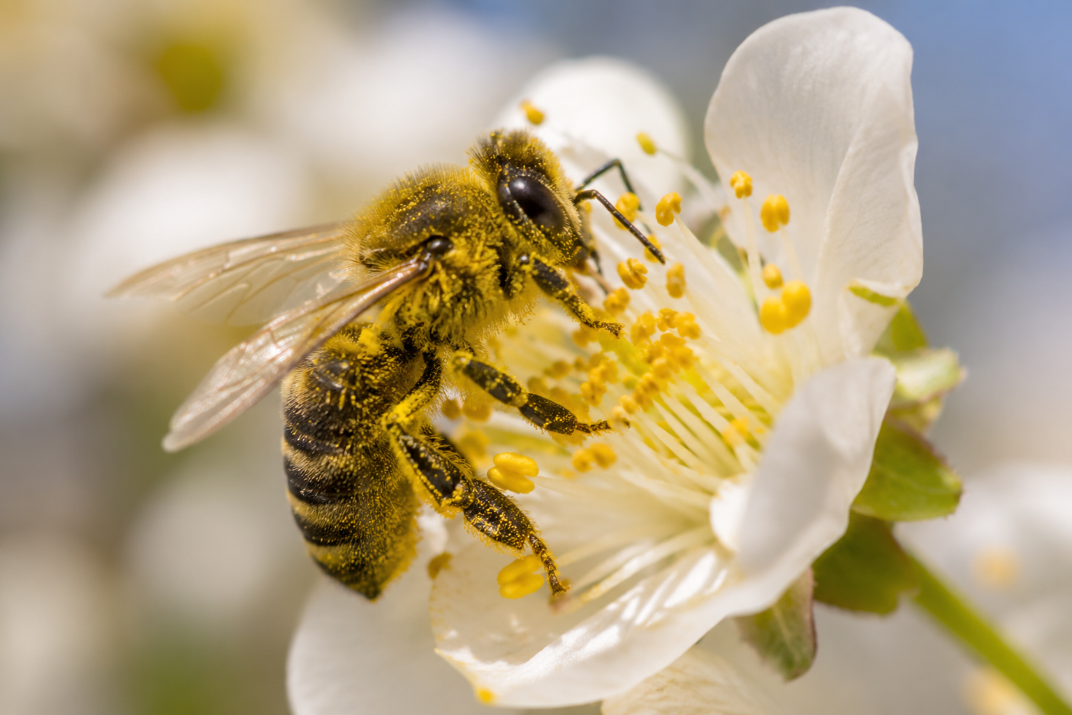 Abeille récoltant du pollen sur une fleur de printemps Abeille recouverte de pollen butinant une fleur blanche au printemps