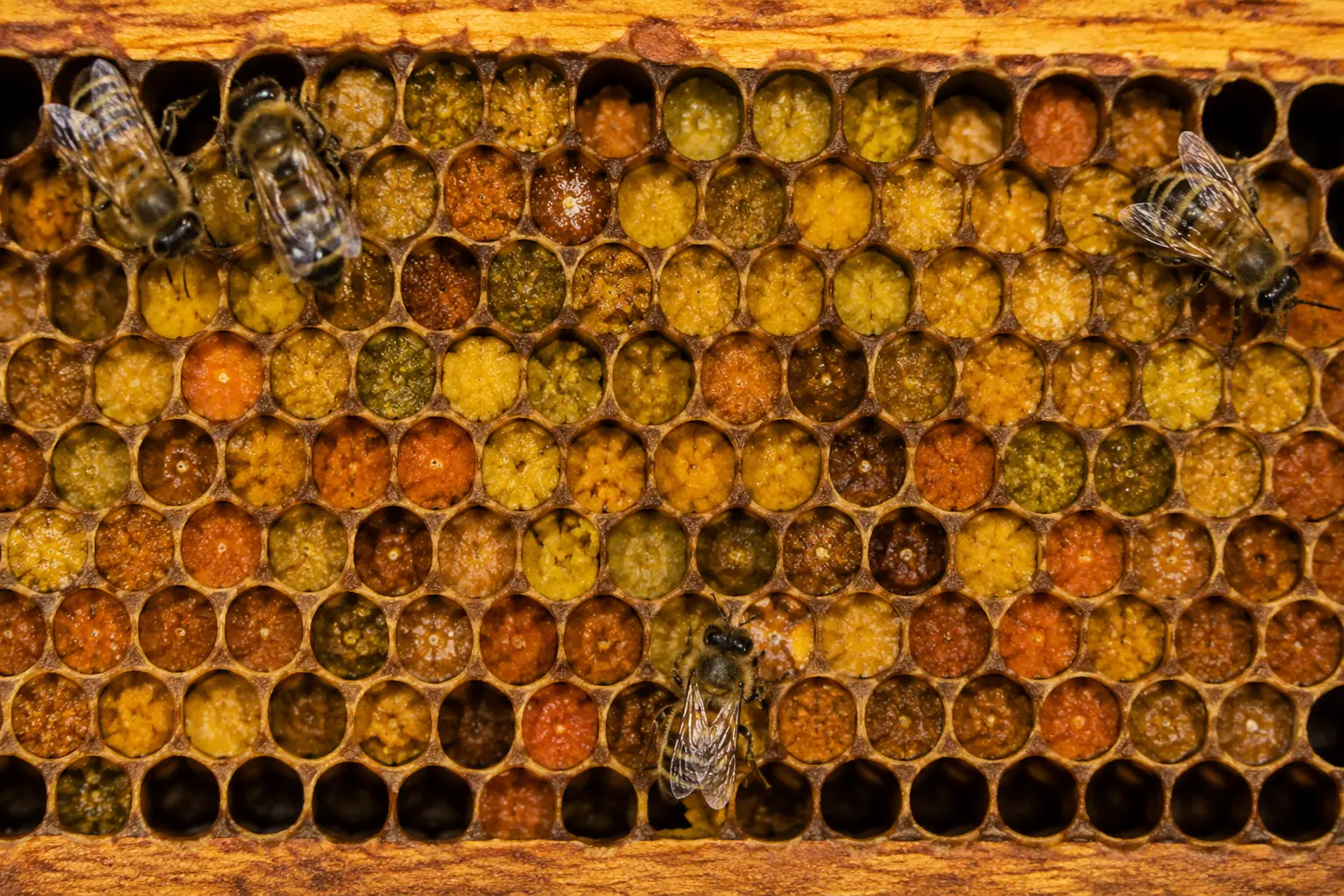 Cadre de rayon de miel détaillé Cadre de ruche contenant du pain d’abeille stocké dans les alvéoles