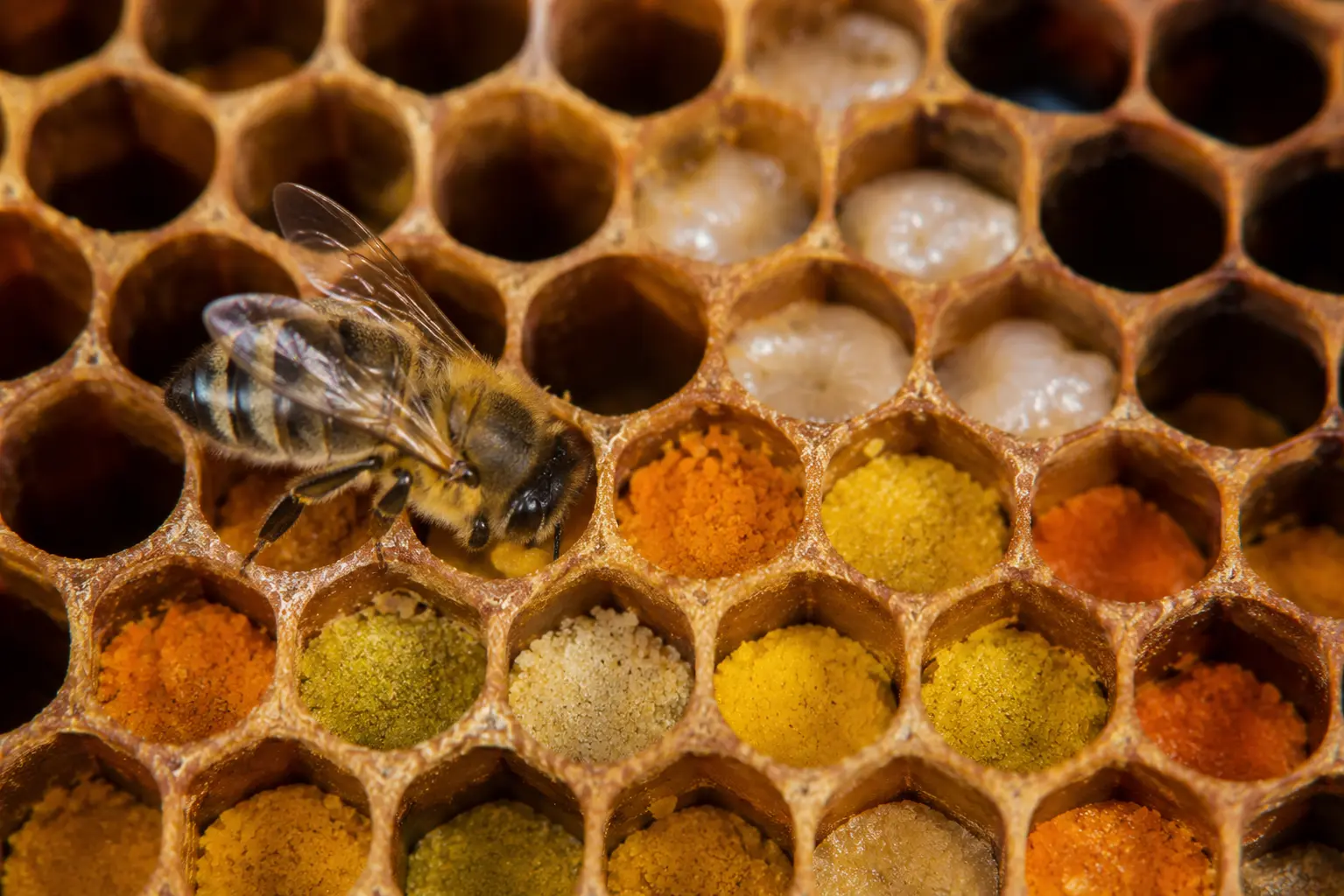 Intérieur détaillé d'un rayon de miel Abeille stockant du pollen coloré dans les alvéoles d’un rayon de ruche