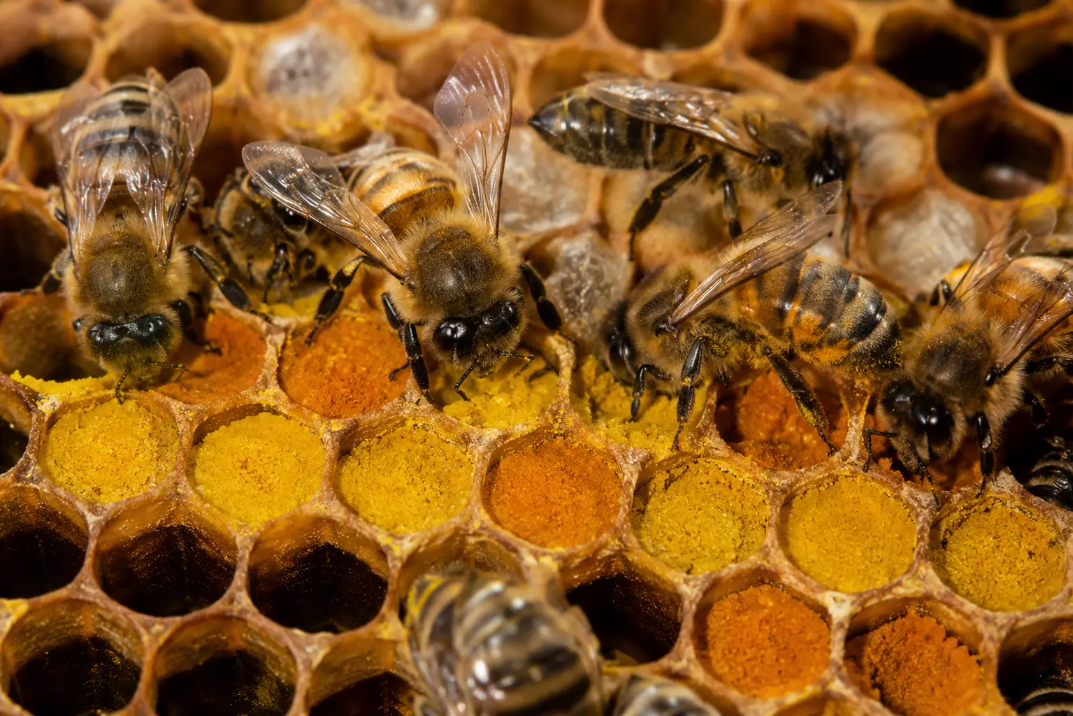 Compactage du pollen dans les cellules de la ruche Abeilles compactant le pollen dans les alvéoles d’un rayon de ruche