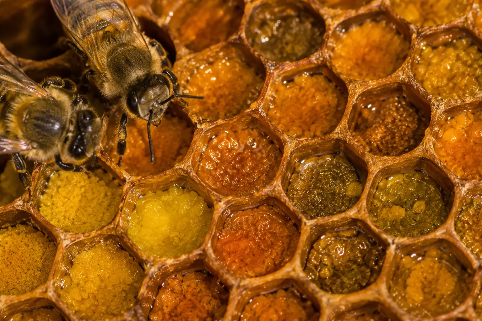 Fermentation naturelle du pollen dans la ruche Fermentation naturelle du pollen dans les alvéoles d’un rayon de ruche
