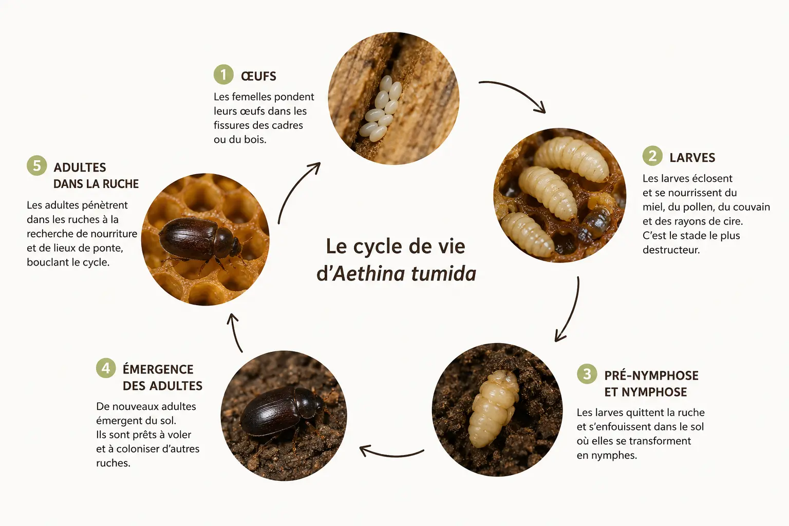 Le cycle de vie de l'Aethina tumida Infographie illustrant le cycle de vie d'Aethina tumida, depuis les œufs jusqu'au coléoptère adulte.