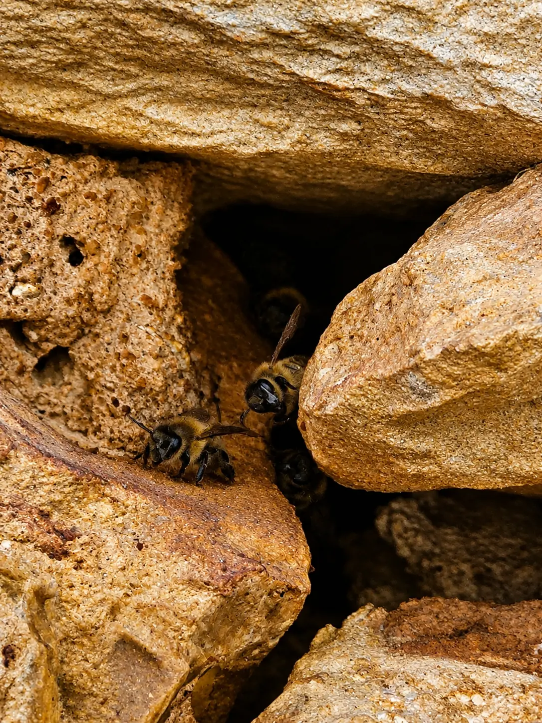 Abeilles entrant dans une cavité d'un mur en pierre où une colonie est installée depuis plusieurs années.